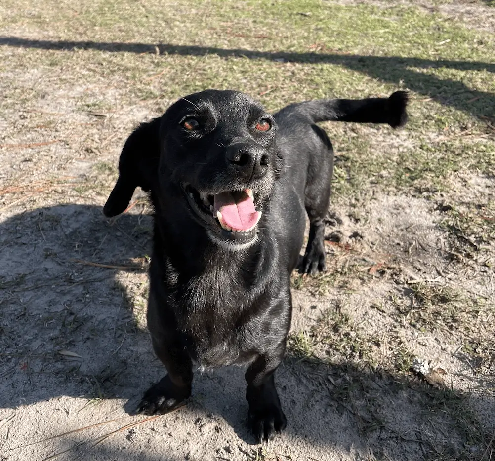 Black dog smiling with tongue out.